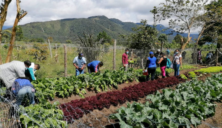 Colombia: en Huila, víctimas y victimarios siembran la paz