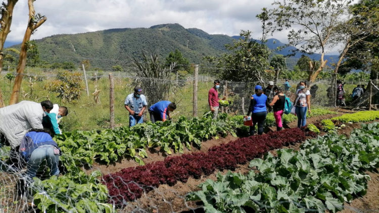 Colombia: en Huila, víctimas y victimarios siembran la paz