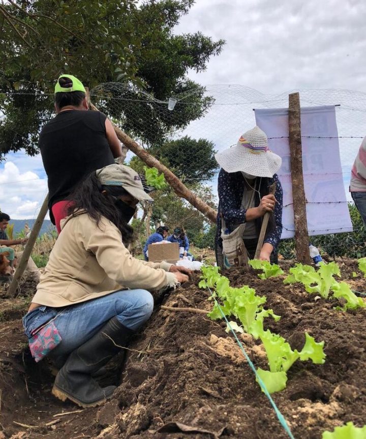 Colombia: en Huila, víctimas y victimarios siembran la paz