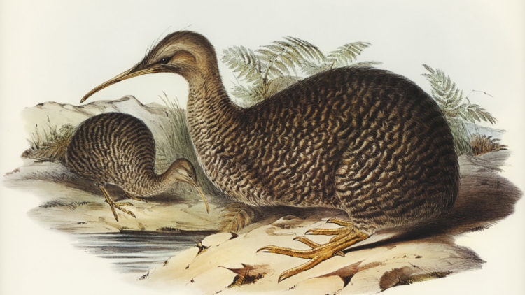 El pequeño kiwi manchado o pequeño kiwi gris (Apteryx Owenii), ilustrado por Elizabeth Gould (1804-1841) para la obra de John Gould (1804-1881) Birds of Australia (Edición de 1972, 8 volúmenes). Mejorado digitalmente a partir de nuestro propio libro facsímil (edición de 1972, 8 volúmenes).