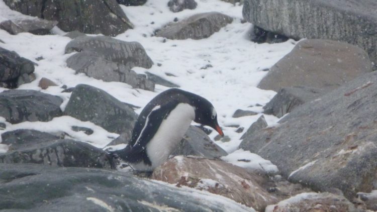 Citizen Science: Pinguinforschung von zu Hause