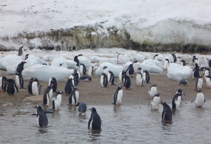 Citizen Science: Pinguinforschung von zu Hause