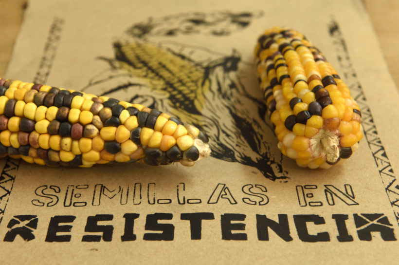 Semillas de resistencia