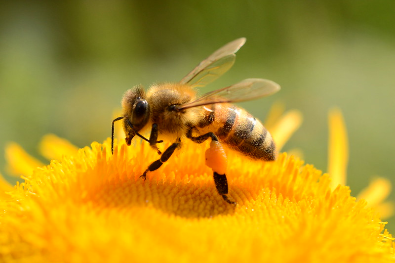 Biene auf einer Blüte