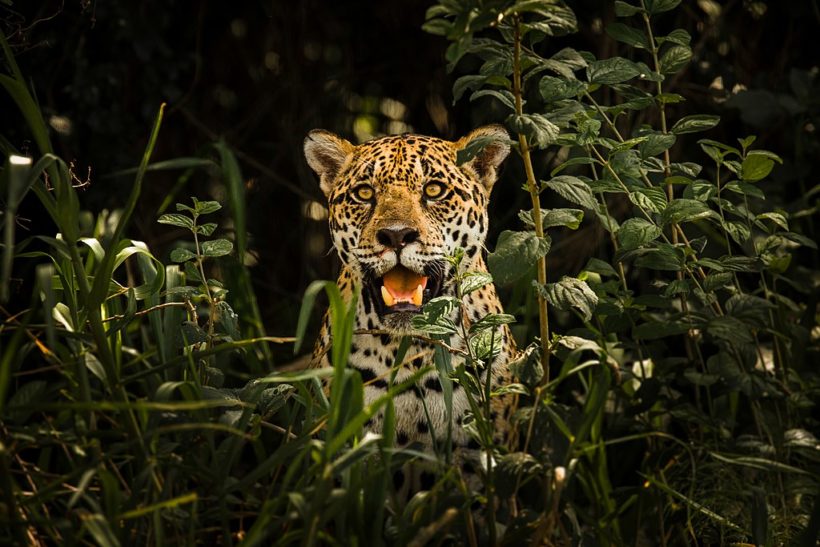 Ist das Pantanal ein verlorenes Paradies?