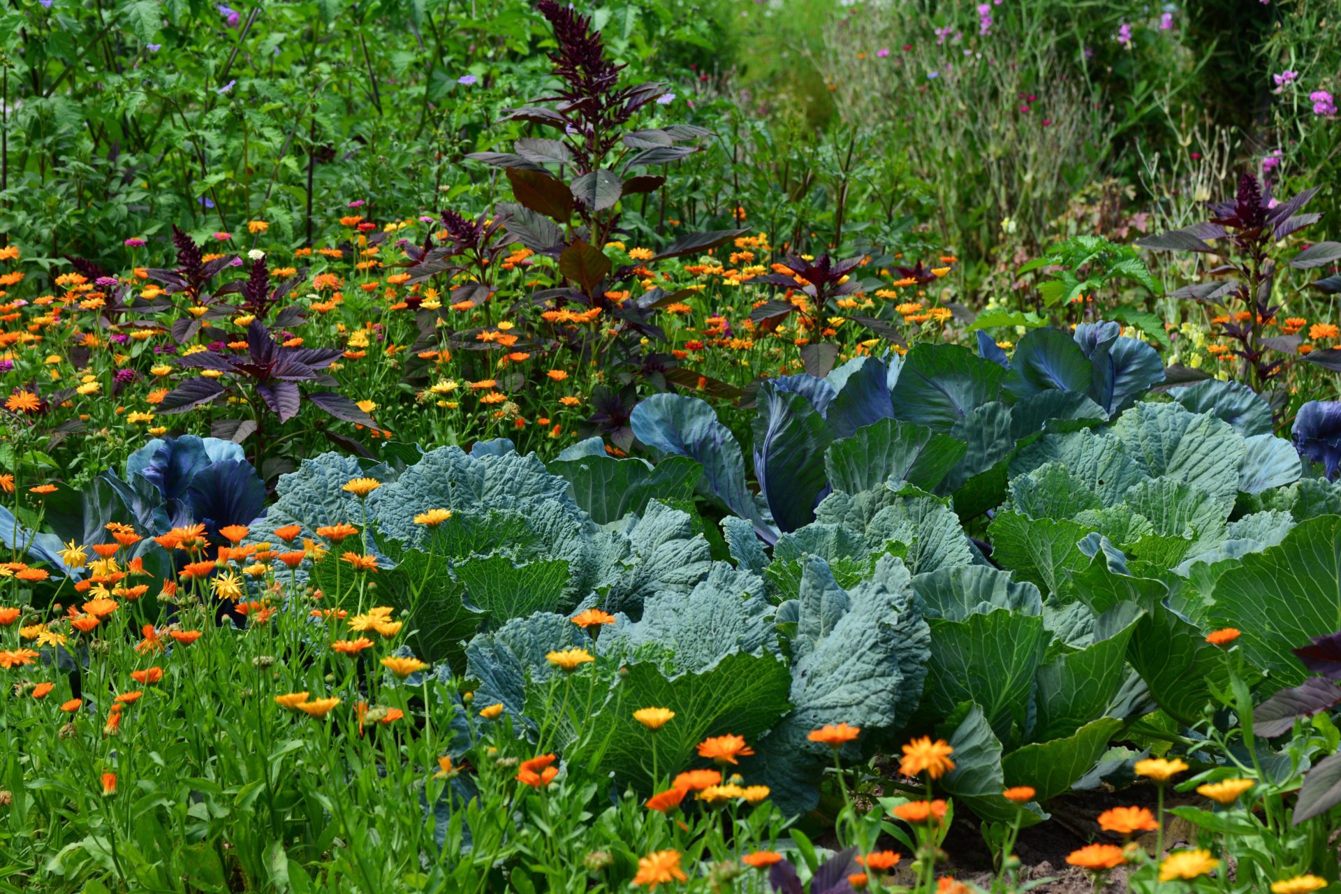 Biogemüse im Garten