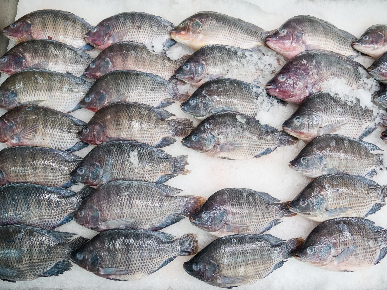 FishNet Alliance beklagt Einführung von gentechnisch verändertem Tilapia in Nigeria