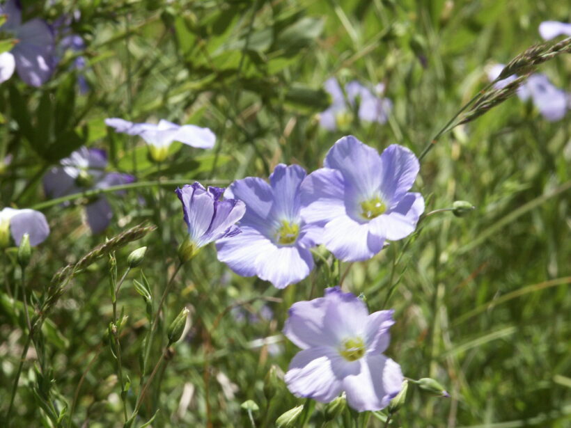 Biodiversité