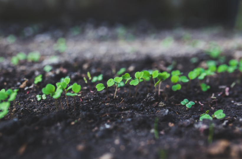 Das Stickstoffproblem in der Landwirtschaft