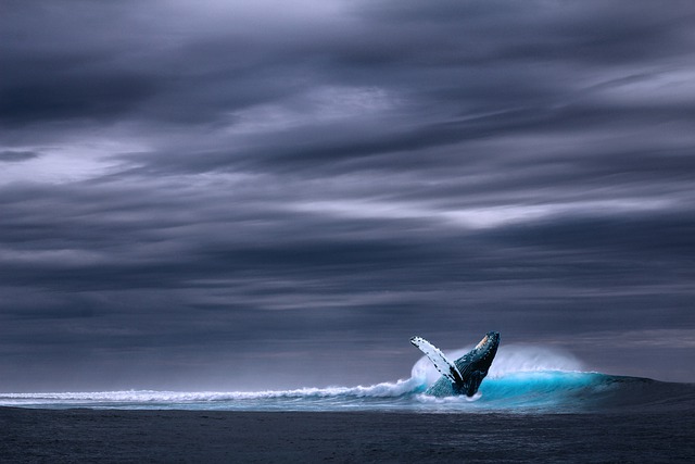 Baleine bleue