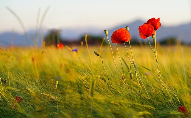 Poppies auf dem Acker