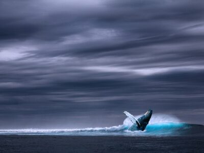 Baleine bleue