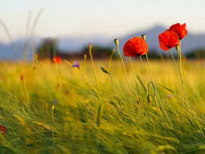 Poppies auf dem Acker